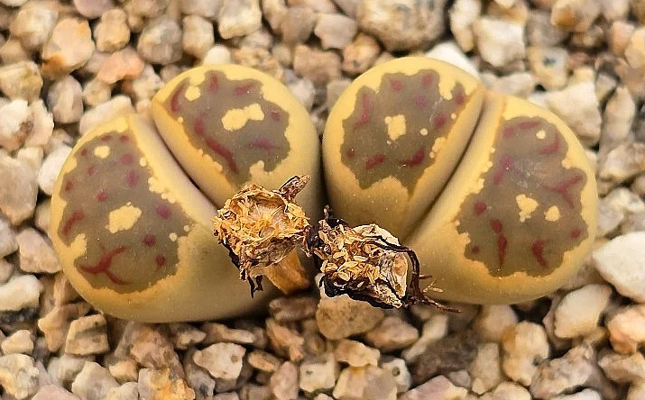 Lithops julii var.fulleri 10 Pieces Seeds
