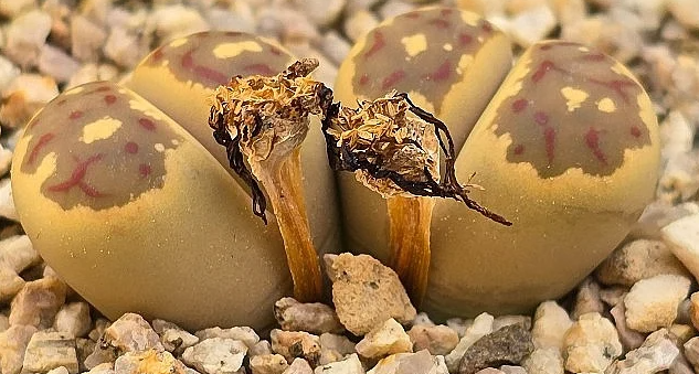 Lithops julii var.fulleri 10 Pieces Seeds