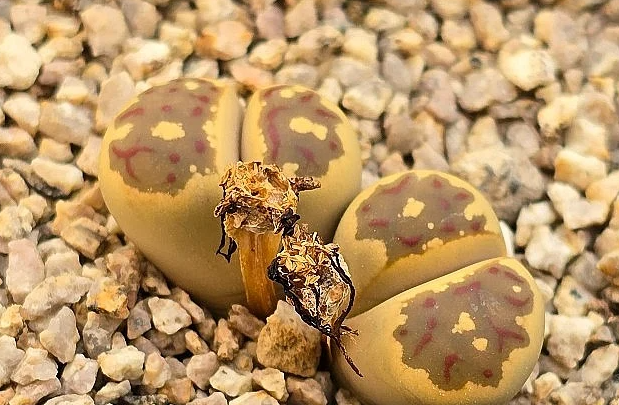 Lithops julii var.fulleri 10 Pieces Seeds