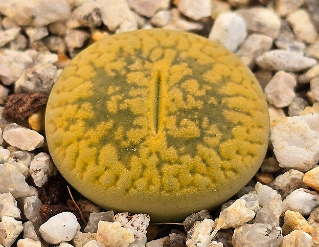 Lithops aucampiae Jacksons Jade 10 Pieces Seeds