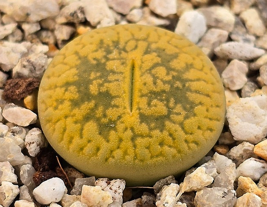 Lithops aucampiae Jacksons Jade 10 Pieces Seeds