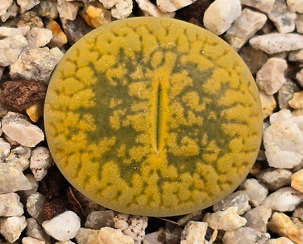 Lithops aucampiae Jacksons Jade 10 Pieces Seeds