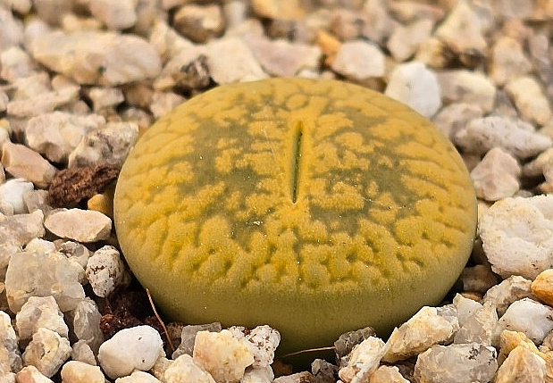 Lithops aucampiae Jacksons Jade 10 Pieces Seeds