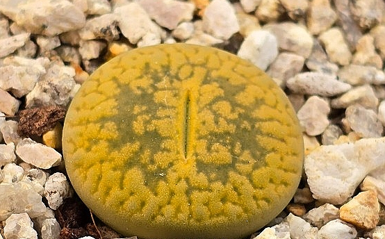 Lithops aucampiae Jacksons Jade 10 Pieces Seeds