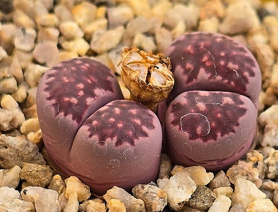 Lithops Julii Red Violet 10 Pieces Seeds