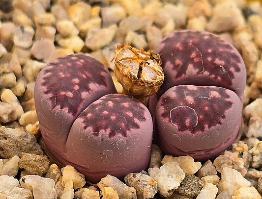 Lithops Julii Red Violet 10 Pieces Seeds