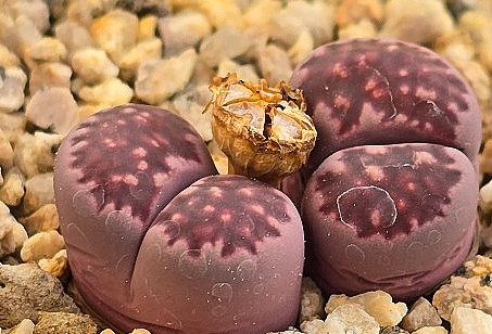 Lithops Julii Red Violet 10 Pieces Seeds