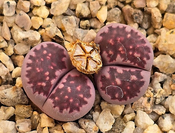 Lithops Julii Red Violet 10 Pieces Seeds