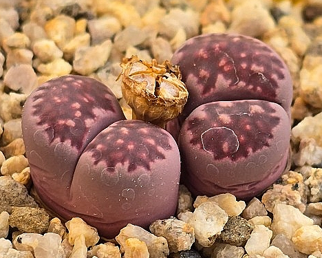 Lithops Julii Red Violet 10 Pieces Seeds