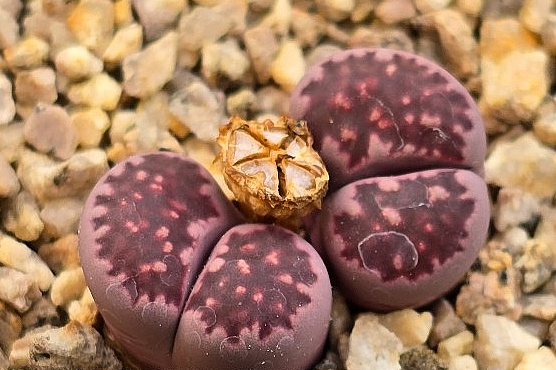 Lithops Julii Red Violet 10 Pieces Seeds