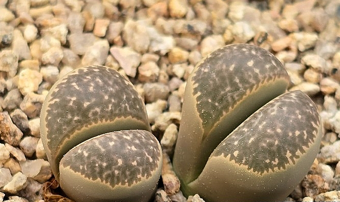 Lithops helmutii hy 10 Pieces Seeds