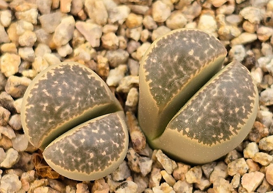 Lithops helmutii hy 10 Pieces Seeds