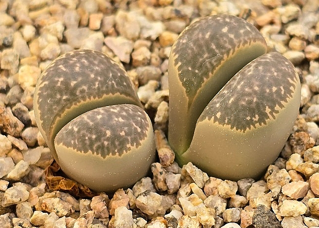 Lithops helmutii hy 10 Pieces Seeds