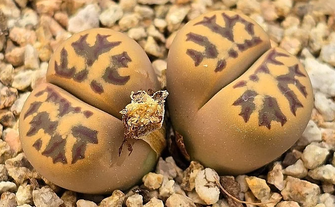 Lithops dorotheae 10 Pieces Seeds