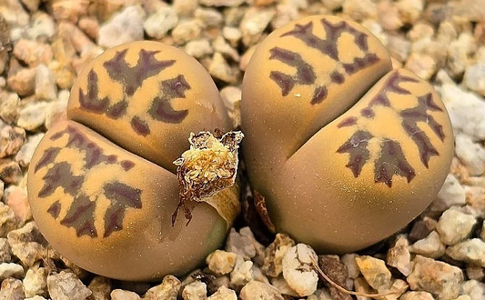 Lithops dorotheae 10 Pieces Seeds