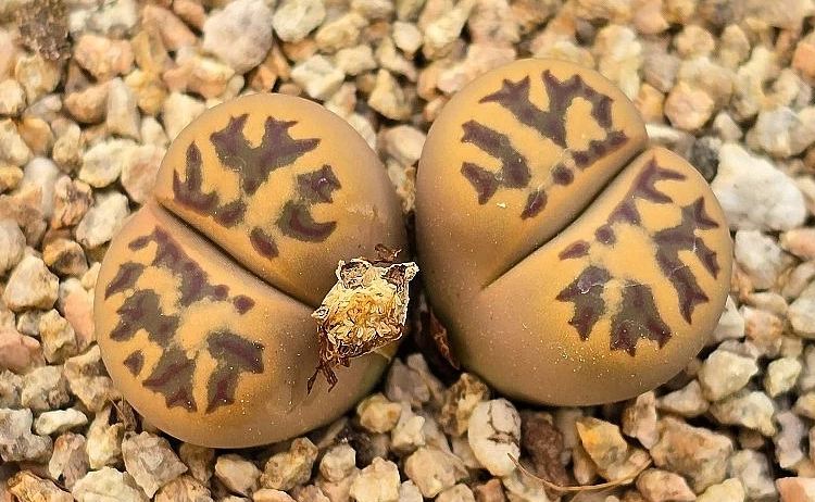 Lithops dorotheae 10 Pieces Seeds