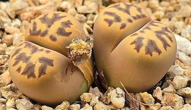 Lithops dorotheae 10 Pieces Seeds