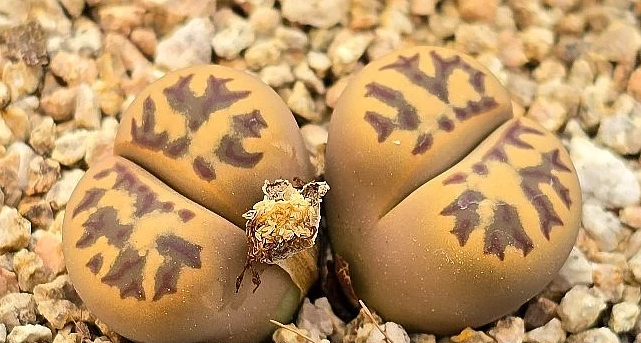 Lithops dorotheae 10 Pieces Seeds