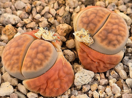 Lithops karasmontana 10 Pieces Seeds