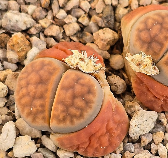 Lithops karasmontana 10 Pieces Seeds