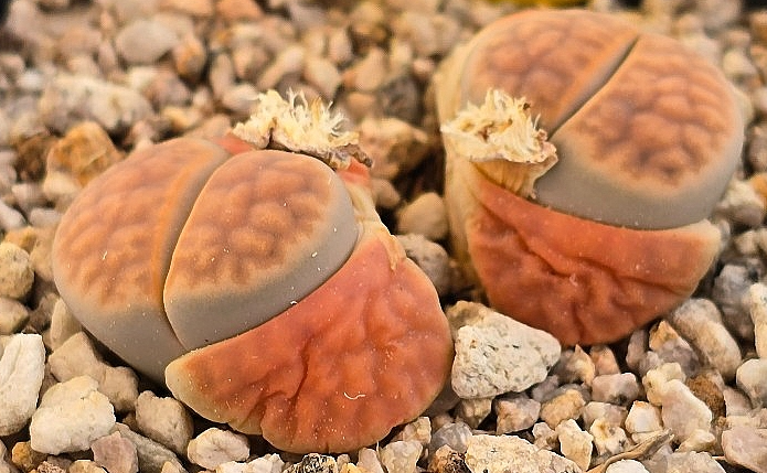 Lithops karasmontana 10 Pieces Seeds