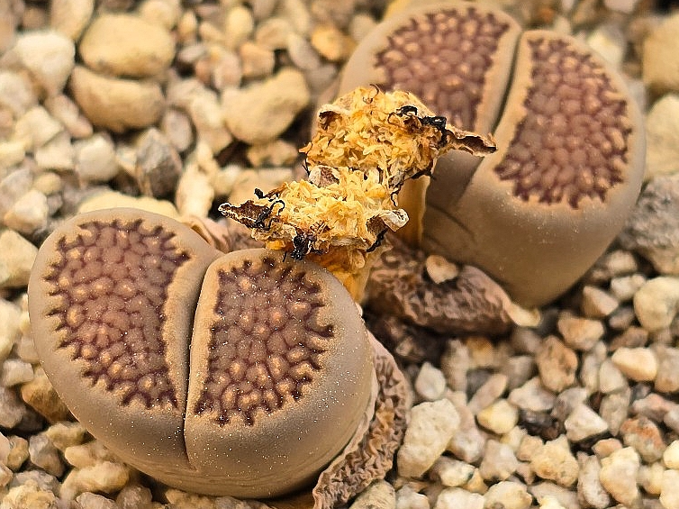 Lithops hallii 10 Pieces Seeds