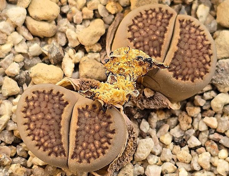 Lithops hallii 10 Pieces Seeds