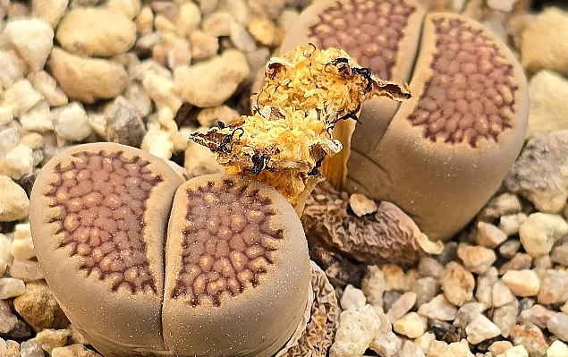 Lithops hallii 10 Pieces Seeds