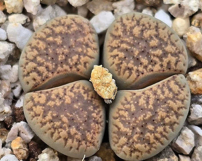 Lithops verruculosa 10 Pieces Seeds