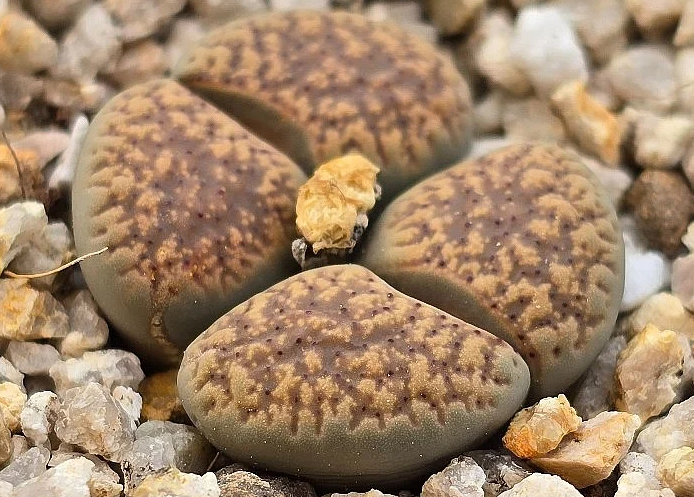 Lithops verruculosa 10 Pieces Seeds