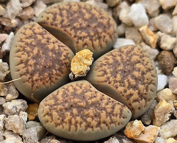 Lithops verruculosa 10 Pieces Seeds