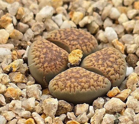 Lithops verruculosa 10 Pieces Seeds