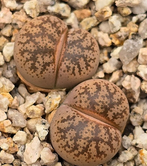 Lithops coleorum 10 Pieces Seeds