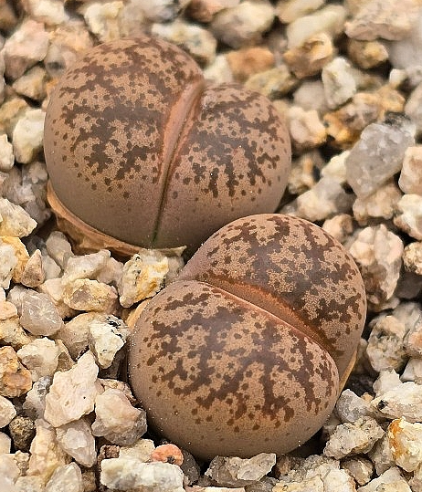 Lithops coleorum 10 Pieces Seeds