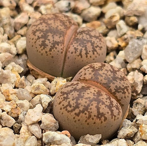 Lithops coleorum 10 Pieces Seeds