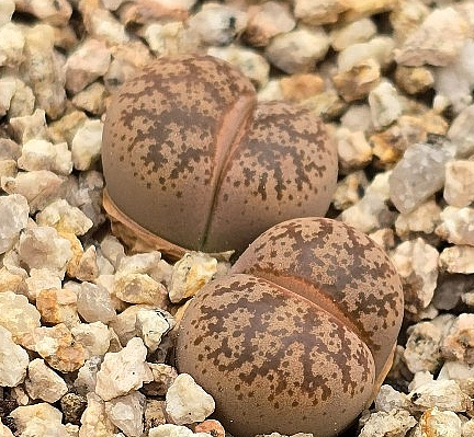 Lithops coleorum 10 Pieces Seeds