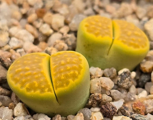 Lithops hallii var. ochracea Green Soapstone 10 Pieces Seeds