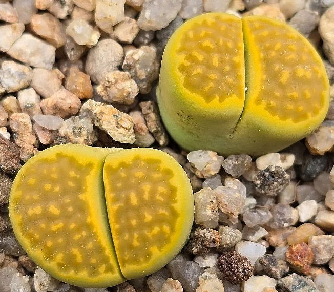 Lithops hallii var. ochracea Green Soapstone 10 Pieces Seeds
