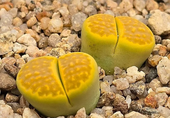 Lithops hallii var. ochracea Green Soapstone 10 Pieces Seeds