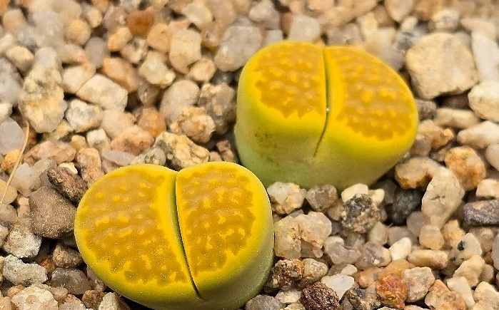 Lithops hallii var. ochracea Green Soapstone 10 Pieces Seeds
