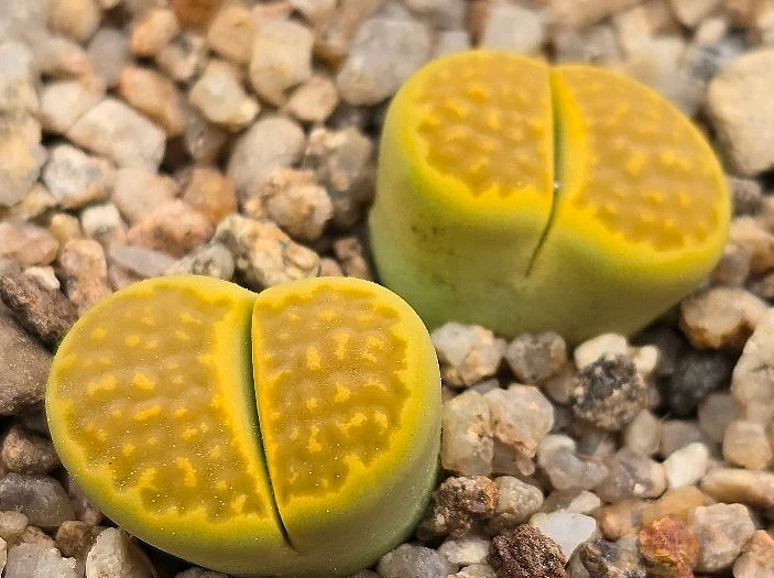 Lithops hallii var. ochracea Green Soapstone 10 Pieces Seeds