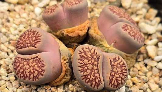 Lithops Kikukaseki 10 Pieces Seeds