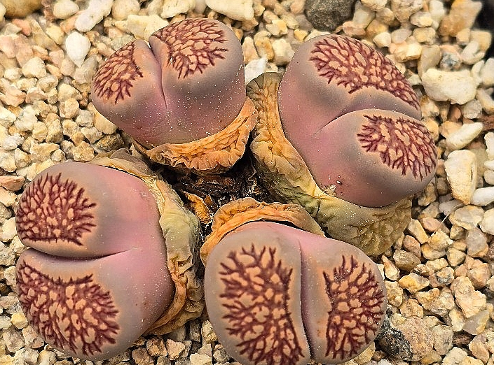 Lithops Kikukaseki 10 Pieces Seeds