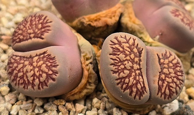 Lithops Kikukaseki 10 Pieces Seeds