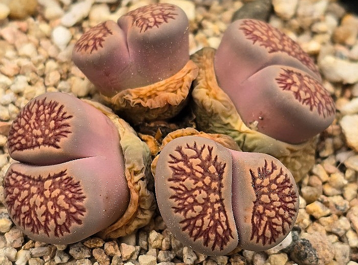 Lithops Kikukaseki 10 Pieces Seeds