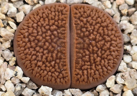 Lithops hookeri 10 Pieces Seeds