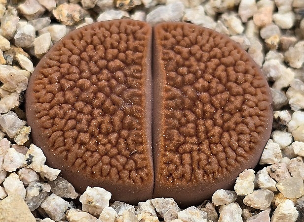 Lithops hookeri 10 Pieces Seeds