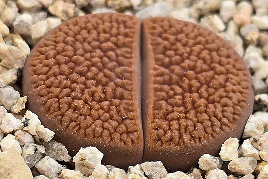 Lithops hookeri 10 Pieces Seeds