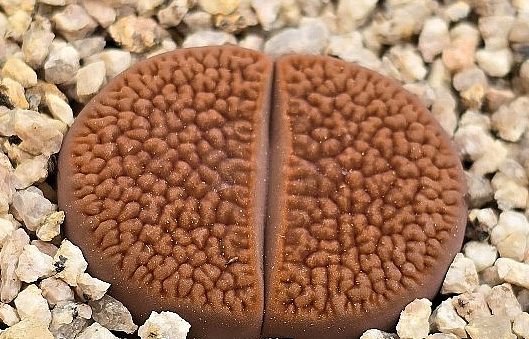 Lithops hookeri 10 Pieces Seeds
