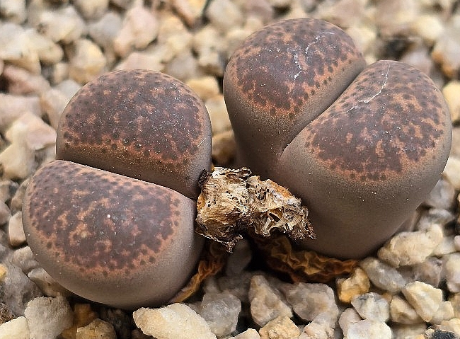 Lithops terricolor 10 Pieces Seeds